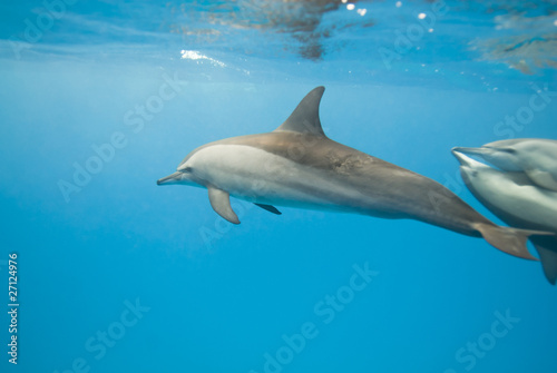 Schooling Spinner dolphins. Selective focus. © caan2gobelow