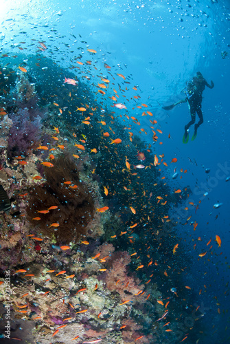 Fototapeta Naklejka Na Ścianę i Meble -  Tropical coral reef scene with bubbles and two scuba divers.
