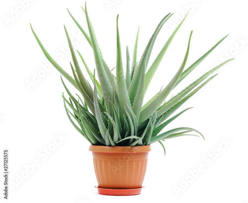 Aloe plant in a pot isolated on white background