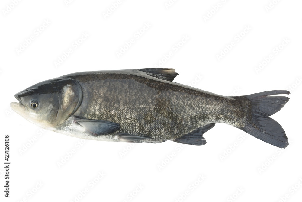 Naklejka premium bighead carp