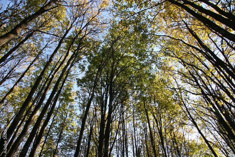 Fototapeta premium Autumn
