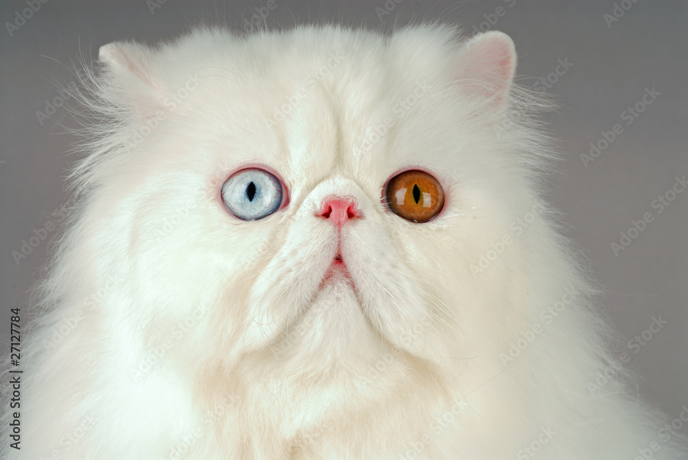 Chat Race Persan Robe Blanc Yeux Vairons Stock Photo Adobe Stock Chat Race Persan Robe Blanc Yeux Vairons Stock Photo Adobe Stock