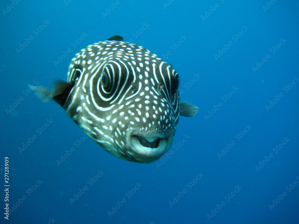 Kugelfisch