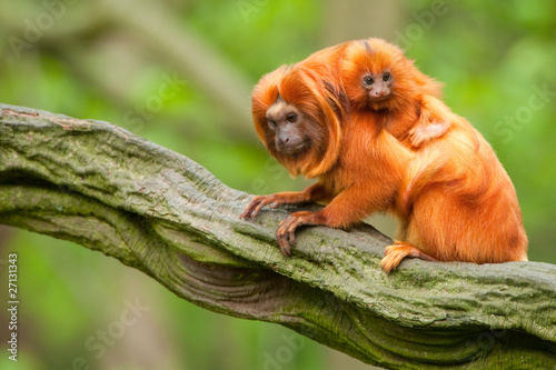 cute golden lion tamarin with baby photo