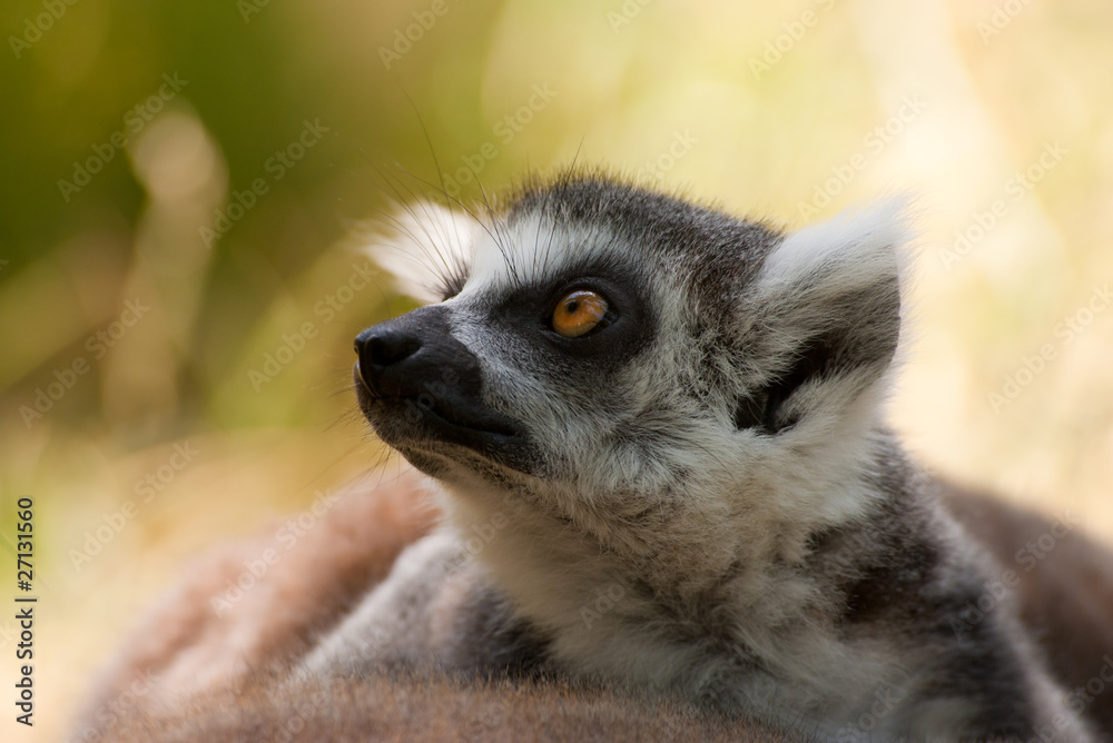 Fototapeta premium ring-tailed lemur