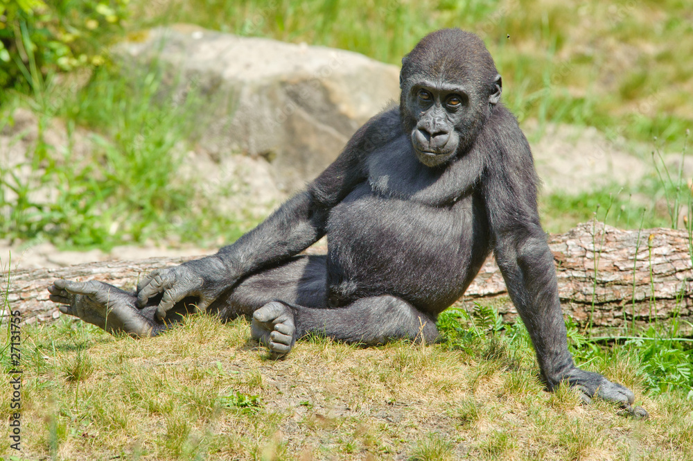 Obraz premium cute baby gorilla