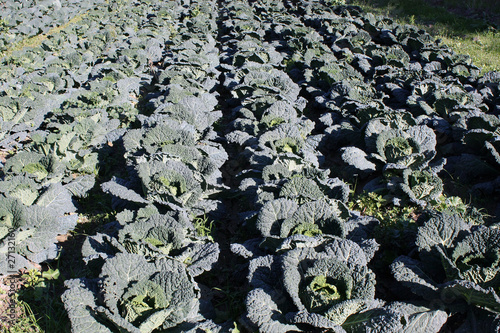 Champ de choux cotelés