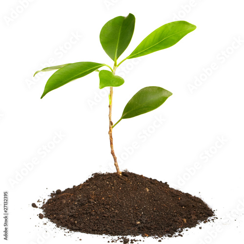 Young green plant on a white background