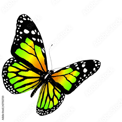 butterfly 3d render on white background