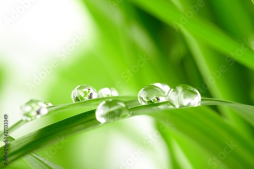 Fotografia water drops on the green grass