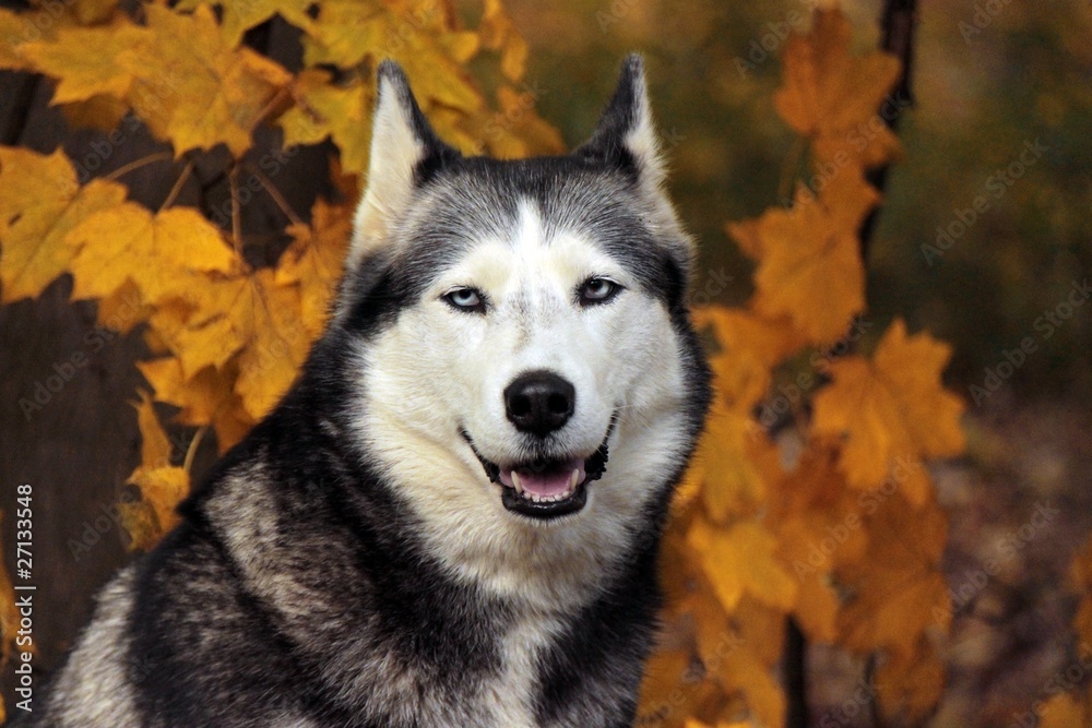 Siberian Husky Herbst Portrait