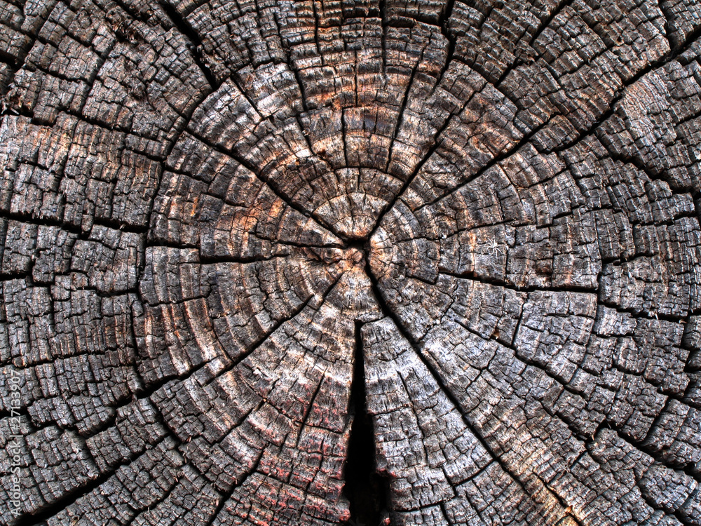 Texture saw cut logs.