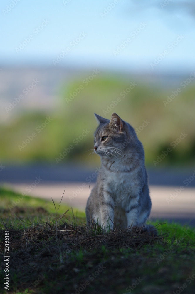 Obraz premium cat-gatto