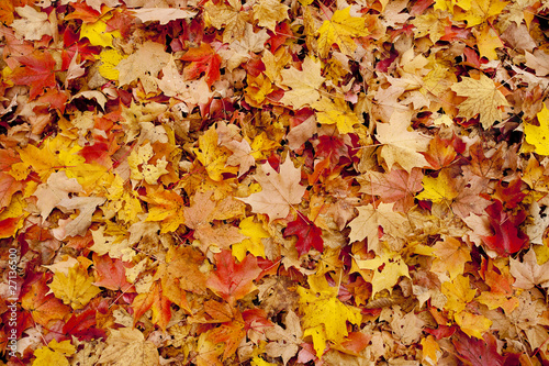 Blanket of leaves