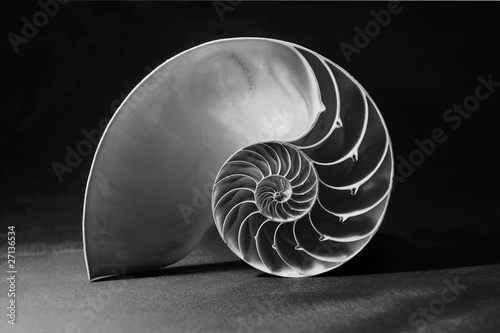 Black and white nautilus shell with geometric pattern