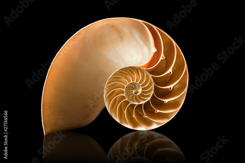 Print op canvas Nautilus shell on black background