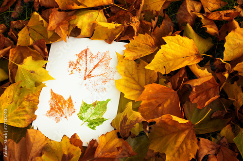 Autum Prints Amongst Leaves photo