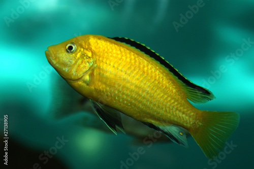Photo yellow small fish