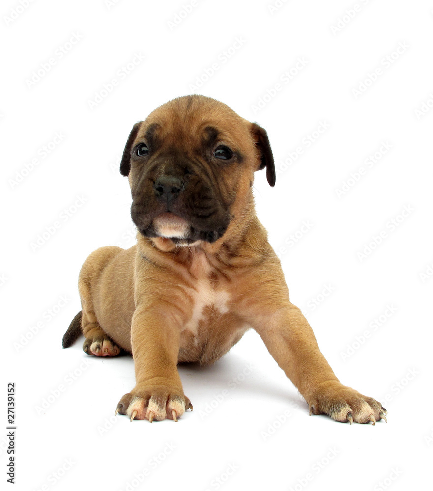 Staffordshire Bull Terrier Puppy