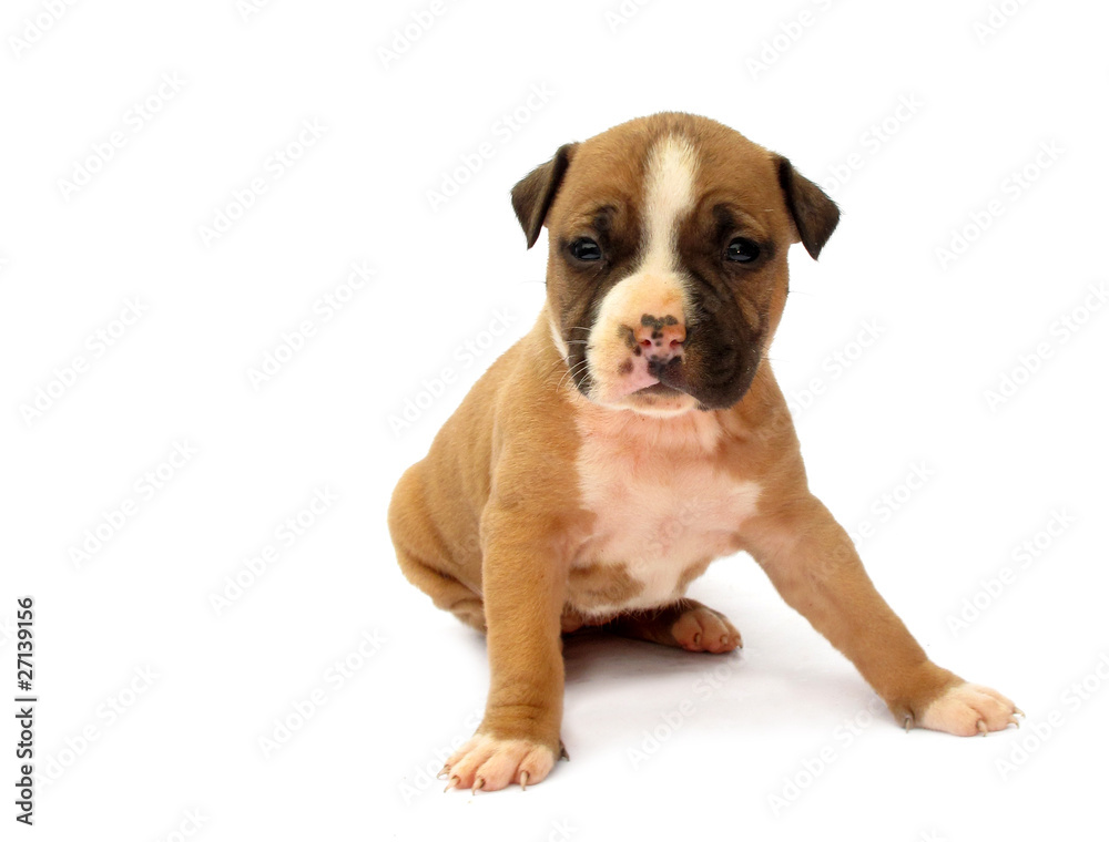 Staffordshire Bull Terrier Puppy Little Dog