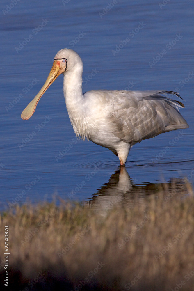 Obraz premium Yellow-billed Spoonbill