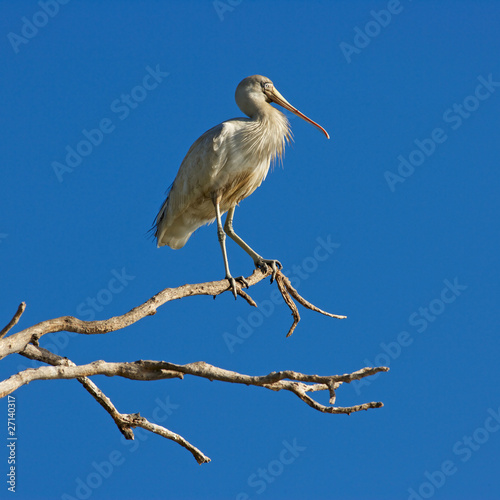 Yellow-billed Spoonbill