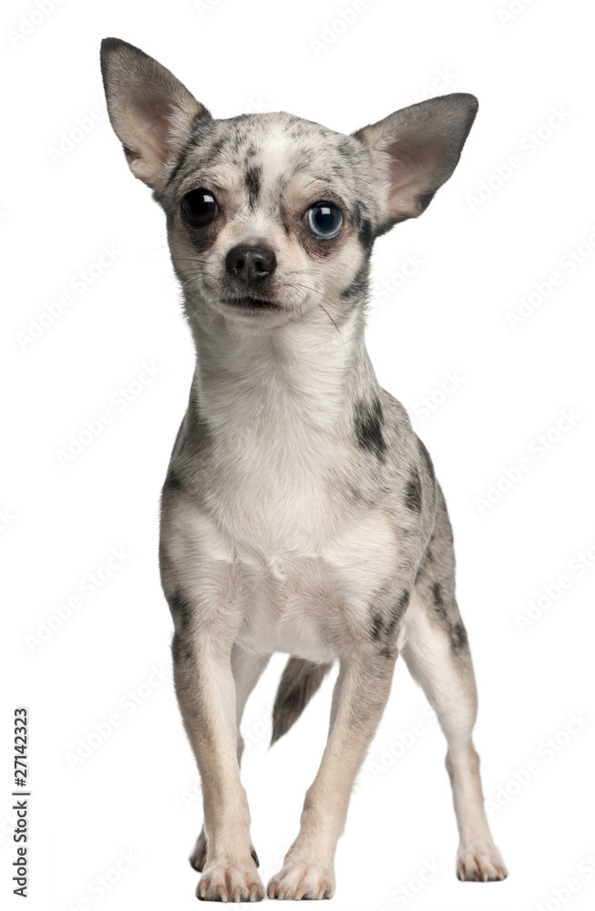 Chihuahua, 18 months old, standing in front of white background