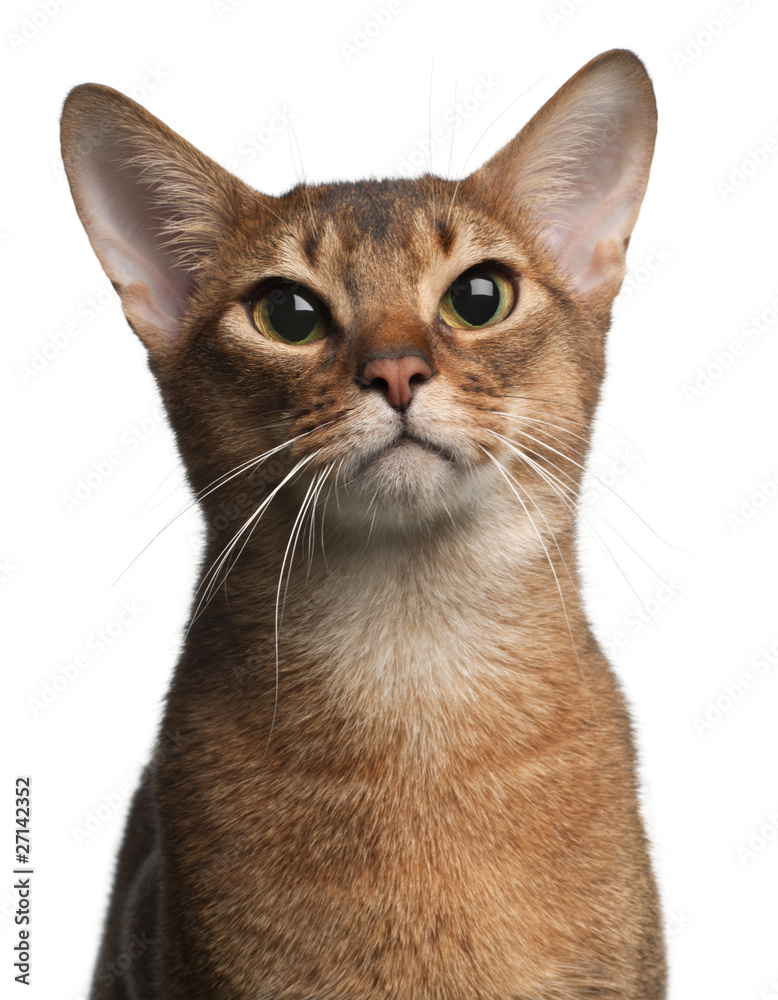 Abyssinian Cat, 1 year old, in front of white background Abyssinian Cat, 1 year old, in front of white background