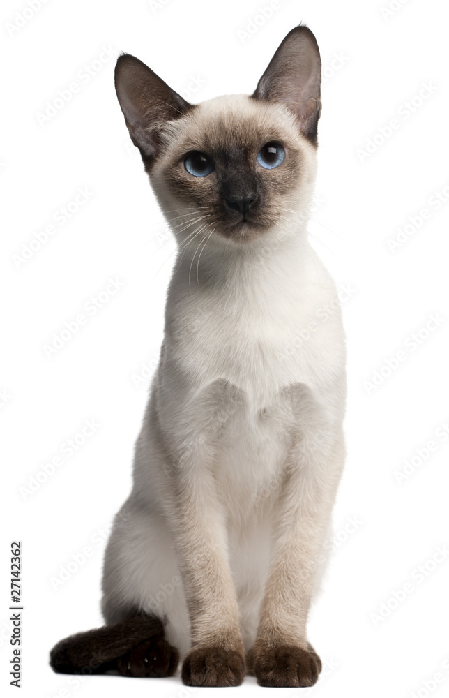 Thai kitten, 5 months old, sitting in front of white background