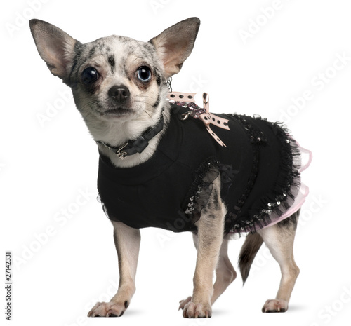 Chihuahua dressed up, 18 months old, standing © Eric Isselée