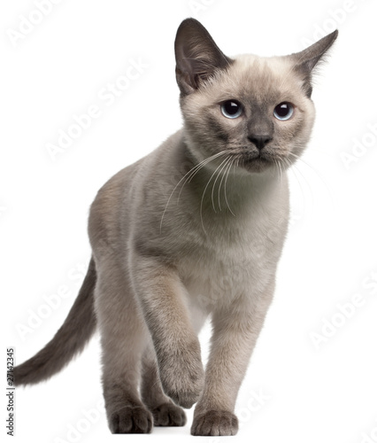 Thai kitten, 4 months old, walking in front of white background