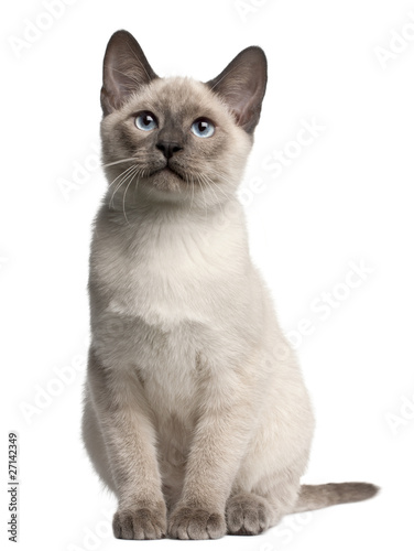 Fototapeta Naklejka Na Ścianę i Meble -  Thai kitten, 4 months old, sitting in front of white background