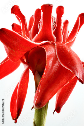 rose de porcelaine, etlingera eliator photo