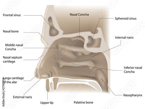 nose anatomy