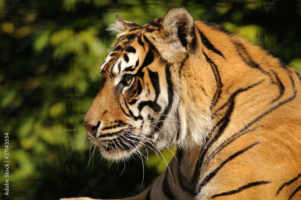 Fototapeta premium Sumatran Tiger