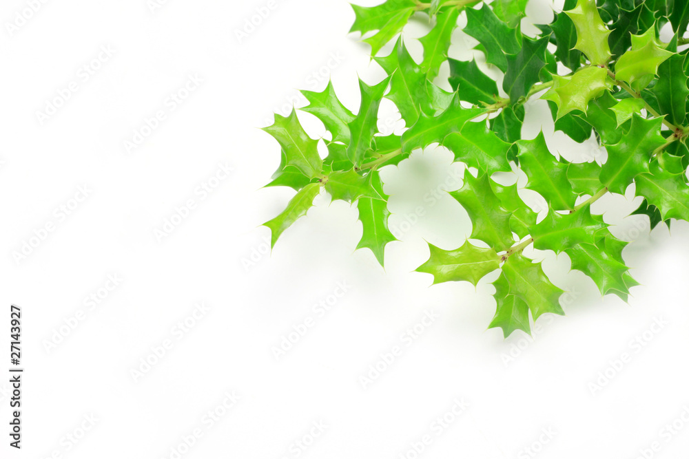 mini-holly mini-holly