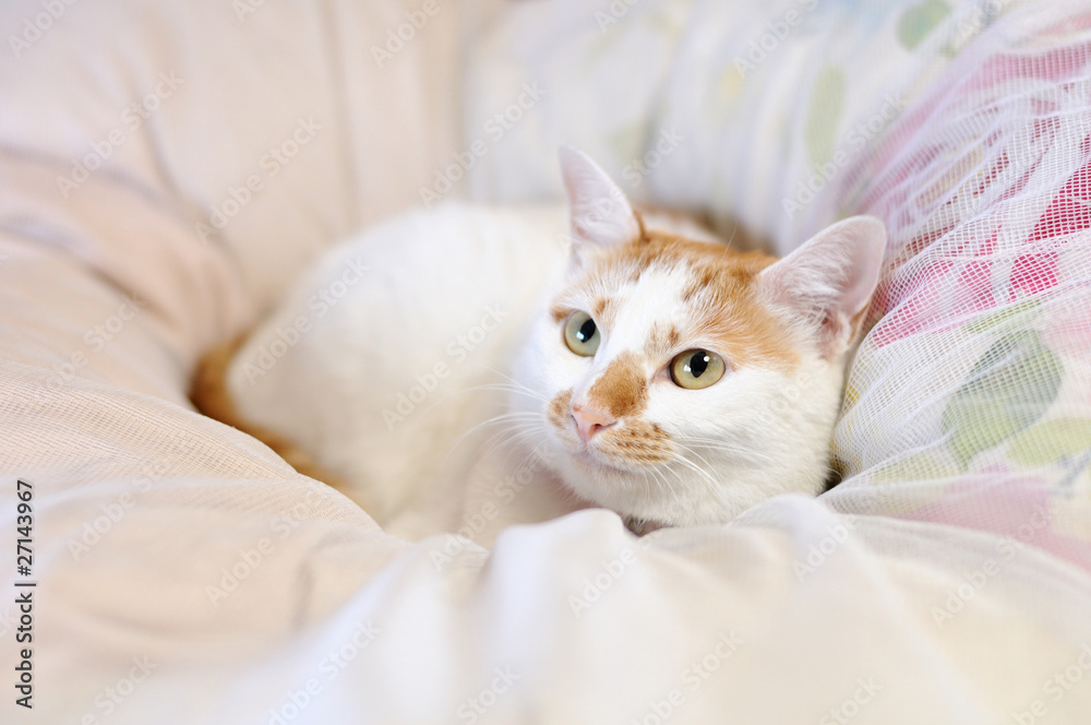 愛猫 愛猫