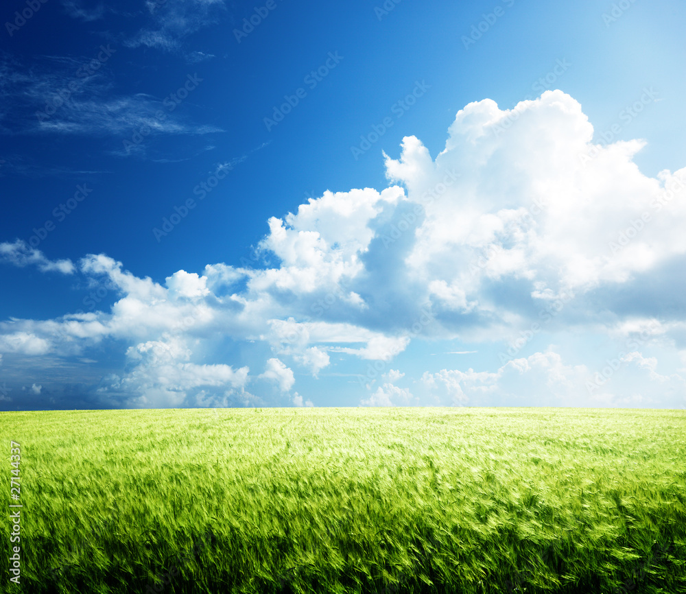 Obraz premium field of barley and sunny day