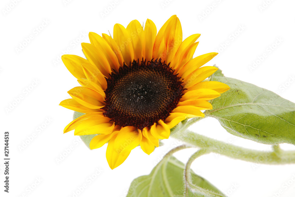 Obraz premium sunflower on white
