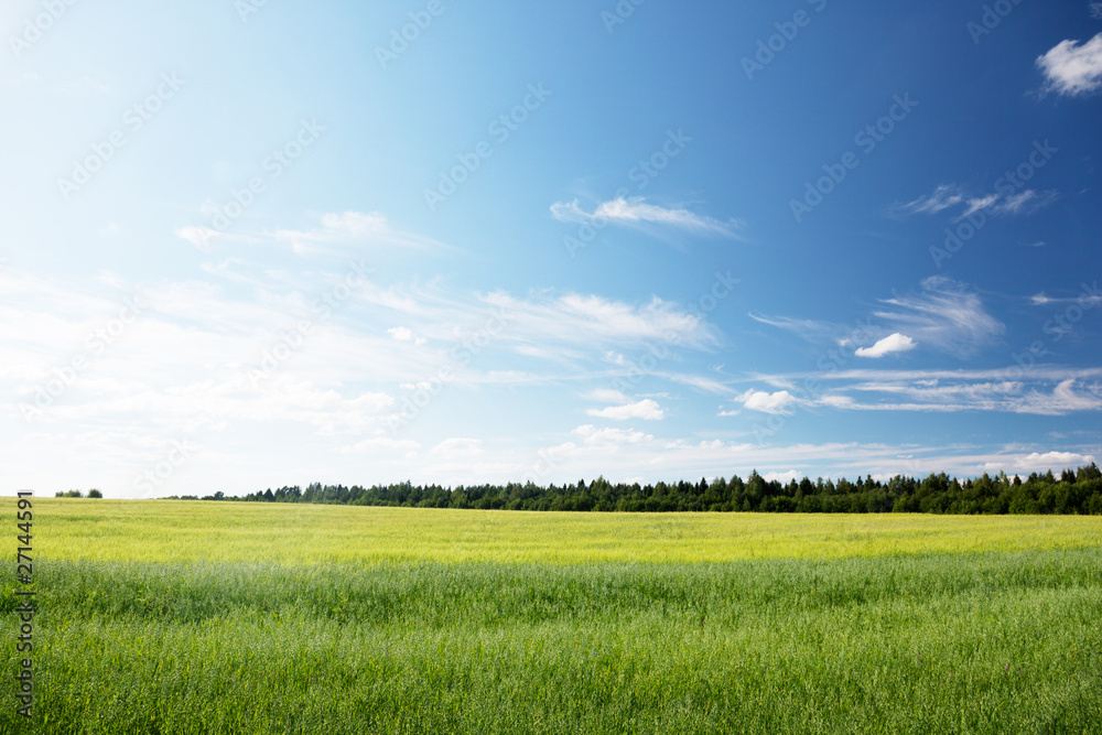 Obraz premium oat field and sunny day