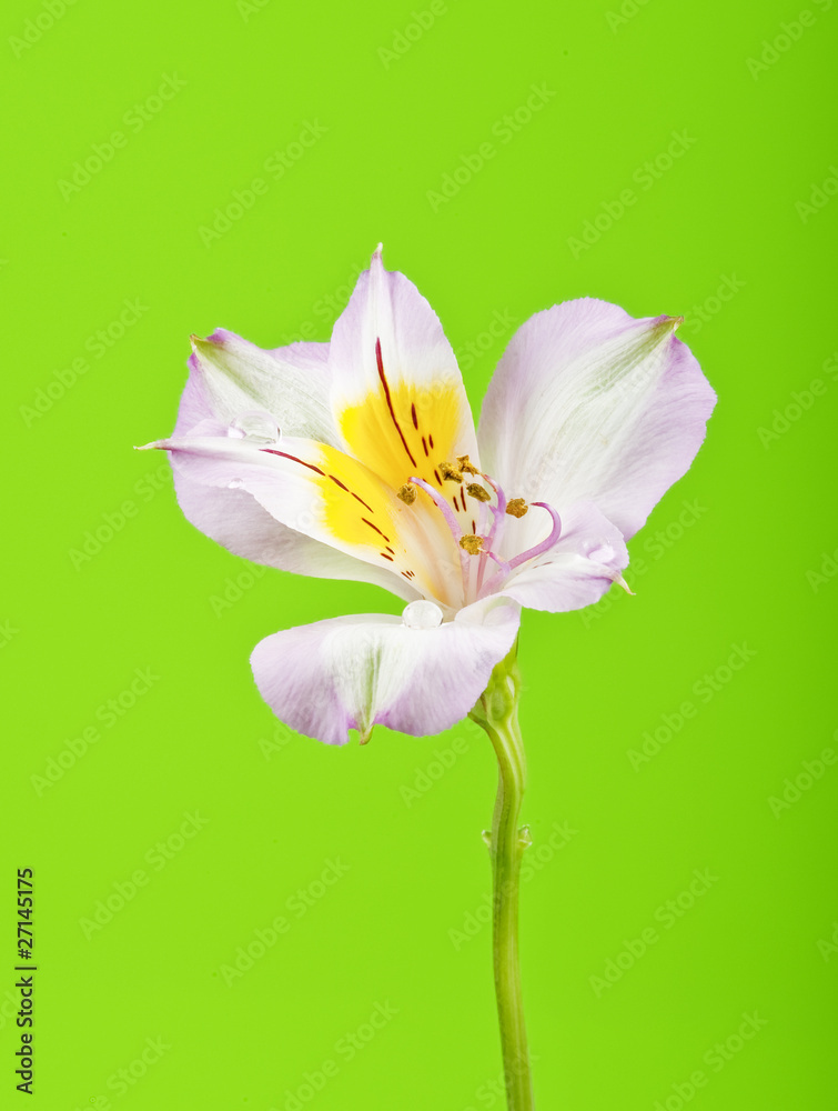 Alstroemeria lily on green background Alstroemeria lily on green background