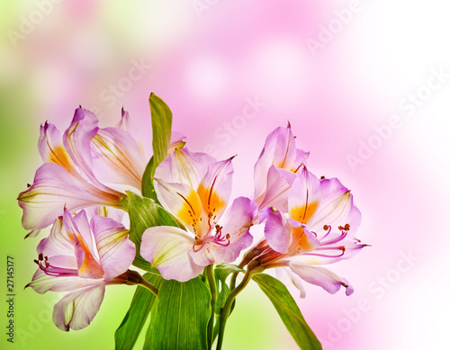 Fototapeta Naklejka Na Ścianę i Meble -  Alstroemeria lily