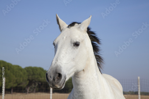 cabeza de caballo blanco