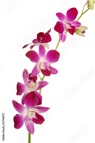orchidea singapore photo
