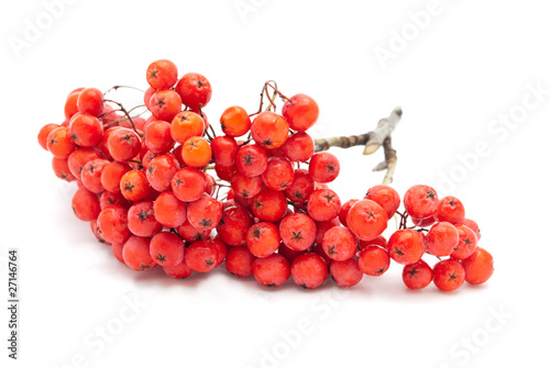 Rowan isolated on a white background