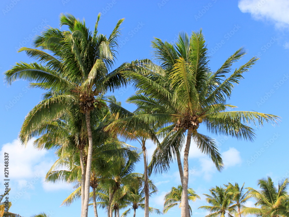 Palmiers sur une plage à Varadero