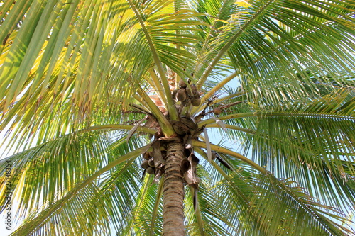 Noix de coco sur un palmier à Veradero photo