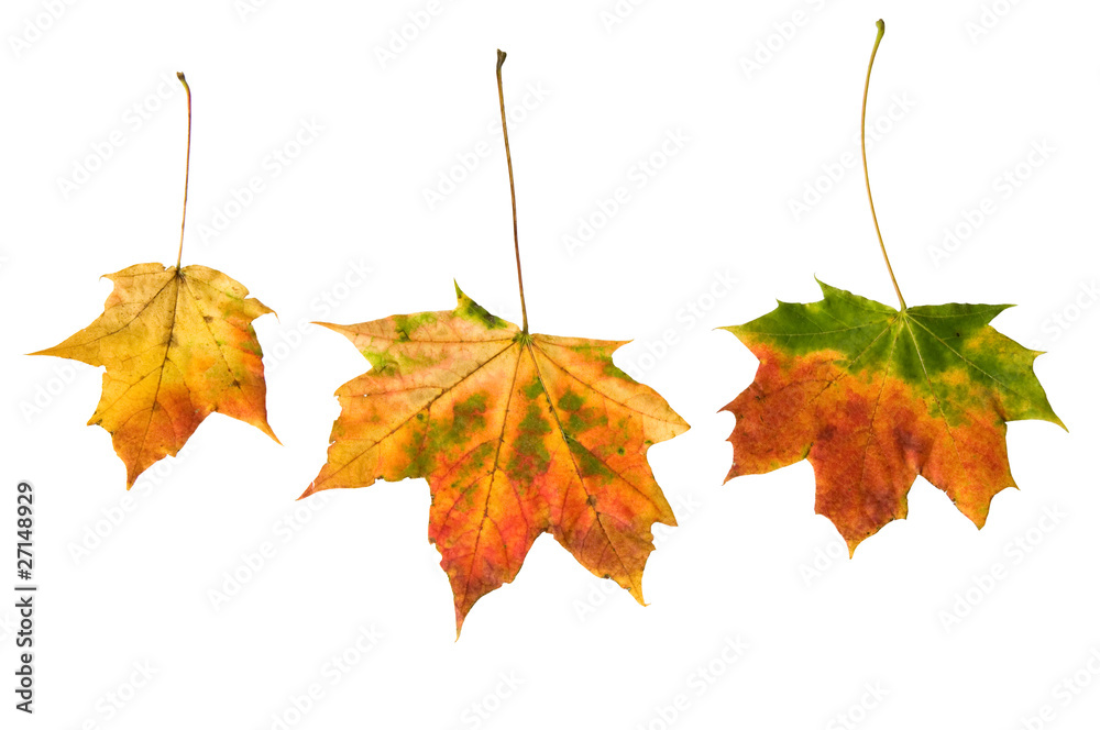 Fototapeta premium Herbstliche Ahornblätter