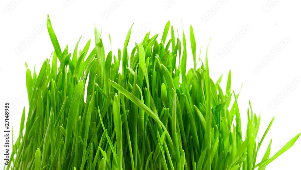 Fototapeta premium fresh grass