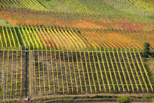 bunte Weingärten © beatuerk